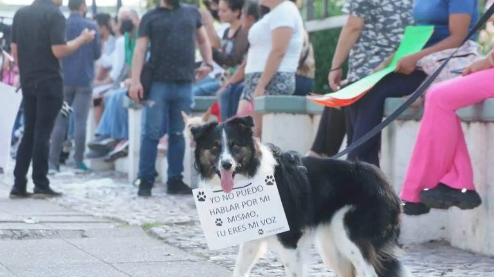 marcha justicia para los animales